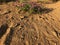 Blooming lonely astragalus on orange sand in the desert