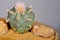 Blooming Lophophora Williamsii - Peyote cactus