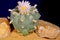 Blooming Lophophora Williamsii - Peyote cactus