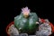 Blooming Lophophora Williamsiii - Peyote cactus