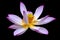 Blooming Lotus flower pattern