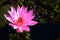 Blooming lotus flower in pond, Pink Lotus