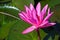 Blooming lotus flower in pond, Pink Lotus