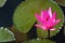 Blooming lotus flower in pond, Pink Lotus