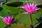 Blooming lotus flower in pond, Pink Lotus