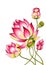 Blooming Lotus. Hand drawn decorative design element. Alcohol markers illustration isolated on a white background.