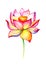Blooming Lotus. Hand drawn decorative design element. Watercolor illustration isolated on a white background.