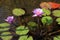 Blooming lotus (lat. Nelumbo)