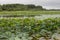 Blooming lotuses on the lake