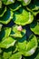 Blooming lotuses in zoo, top view