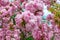 Blooming Louisiana, three-lobed almonds, soft pink lush flowers on a branch of a bush