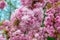 Blooming Louisiana, three-lobed almonds, soft pink lush flowers on a branch of a bush