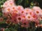 Blooming Lovely Pink Summer Beauty Eucalyptus Flowers.