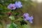 Blooming lungwort