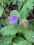 blooming lungwort or Pulmonaria natural floral background, selective focus