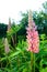 Blooming lupine flower. Lupinus, lupin, lupine field with pink flower. Pink spring and summer flower