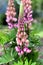 Blooming lupine flower. Lupinus with pink flower