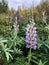 Blooming lupine flowers. A field of lupines. Sunlight shines on plants. Violet spring and summer flowers. Gentle warm soft colors