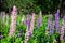 Blooming lupine flowers. A field of lupines. Sunlight shines on plants. Violet spring and summer flowers.Pink and purple flowers g