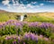 Blooming lupine flowers near amazing Skogafoss waterfall in south Iceland, Europe.