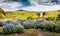 Blooming lupine flowers near amazing Skogafoss waterfall in south Iceland, Europe