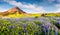 Blooming lupine flowers near amazing Skogafoss waterfall in south Iceland, Europe.