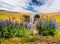 Blooming lupine flowers near amazing Skogafoss waterfall in south Iceland, Europe