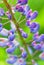 Blooming lupines