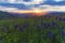 Blooming lupins in the mountains at sunset