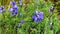 Blooming Lupinus flowers, Ecuadorian Andes