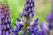 Blooming macro lupine flower. Lupinus, lupin field with purple and blue flower.Spider in lupine flowers. Bunch of lupines summer