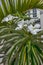 Blooming Madagascar Palm