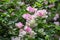 Blooming Magenta bougainvillea flower in a garden.Beautiful close up pink and white bougainvillea flower.