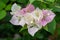 Blooming Magenta bougainvillea flower in a garden.Beautiful close up pink and white bougainvillea flower.