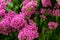 Blooming magenta bougainvillea flowers in summer season