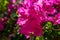 Blooming magenta Bougainvillea, Israel