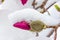 A blooming magnolia flower bud covered in snow close up.