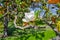 Blooming magnolia flower in gardens of Aranjuez palace outside Madrid, Spain