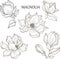 Blooming magnolia with leaves, Outline hand drawing vector illustration