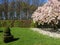 Blooming magnolia in regular park of medieval castle of Menkemaborg in Netherlands