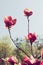 Blooming magnolia tree over sky background