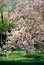 Blooming magnolia tree in the park. Scanned film image of magnolia on a blurred background.Shallow depth of field. Copy