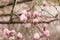 Blooming Magnolia tree with pink tulip-shaped flowers