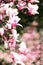 Blooming magnolia tree in the spring sun rays. Selective focus. Copy space. Easter, blossom spring, sunny woman day