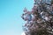 Blooming magnolia tree in springtime garden. Beautiful magnolia tree. Spring