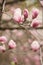 Blooming Magnolia tree with tulip-shaped flowers