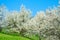 Blooming magnolia trees