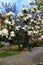 Blooming magnolias in milan. concept of spring and beauty.blooming magnolias on the street