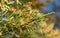 Blooming male Eastern Red Cedar in winter, ready to release lots of pollen