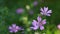 Blooming Malva Sylvestris, Common Mallow on green meadow